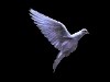 Dove
